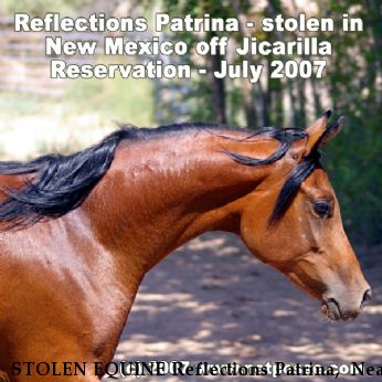STOLEN EQUINE Reflections Patrina,+ Near Dulce, NM, 87582